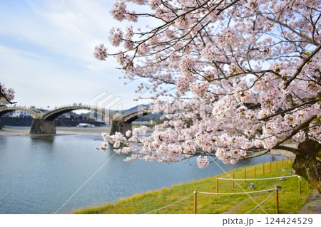 桜 さくら サクラ 錦帯橋 山口 桜 さくら サクラ 錦帯橋 山口 124424529
