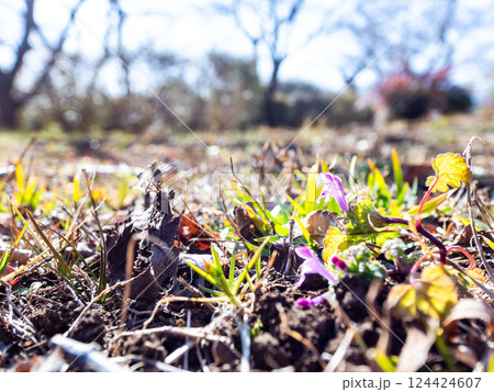 早春の陽だまりに咲いたかわいいホトケノザの小さな花 早春の陽だまりに咲いたかわいいホトケノザの小さな花 124424607