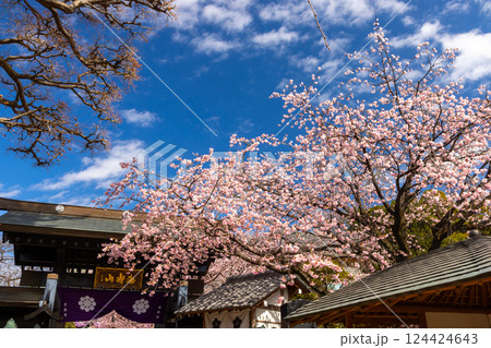 埼玉県川口市安行原 海寿山満福寺密蔵院 参道の山門前の安行桜 埼玉県川口市安行原 海寿山満福寺密蔵院 参道の山門前の安行桜 124424643