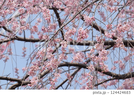 春に青空にしだれ桜と青空 124424683