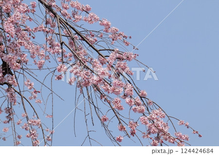 春に青空にしだれ桜と青空 春に青空にしだれ桜と青空 124424684