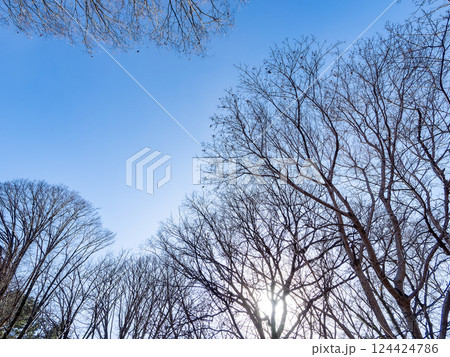 冬の陽を浴びた落葉したケヤキと青空 124424786