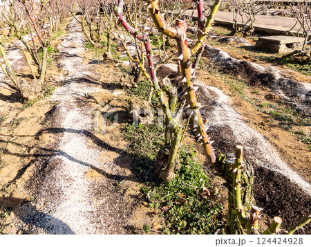 春に美しい花を咲かせるための冬のバラ園の園芸作業 春に美しい花を咲かせるための冬のバラ園の園芸作業 124424928