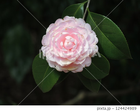 綺麗なツバキ、淡乙女 124424989