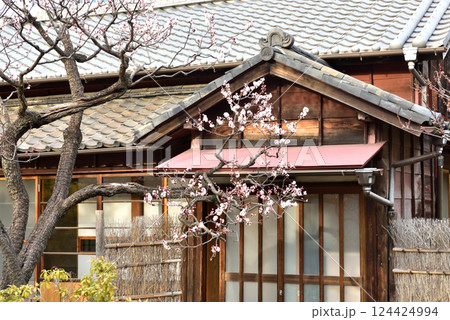 古民家玄関先に咲く梅の花 古民家玄関先に咲く梅の花 124424994