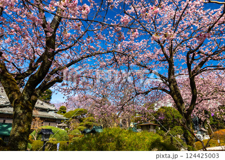 埼玉県川口市安行原　海寿山満福寺密蔵院　本堂前庭園の安行桜 124425003
