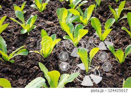Technology smart farm. Vegetable plant seedlings in cultivated agricultural field with graphic concepts. Modern agricultural technology, digital farm, smart farming innovation, IOT Technology smart farm. Vegetable plant seedlings in cultivated agricultural field with graphic concepts. Modern agricultural technology, digital farm, smart farming innovation, IOT 124425017