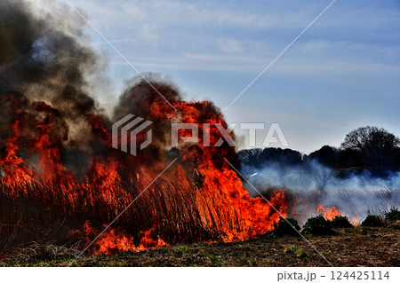 葦焼き炎 葦焼き炎 124425114
