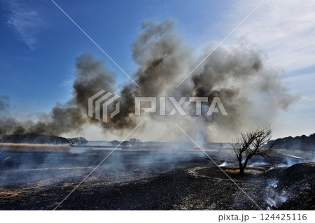 葦焼きの後 124425116