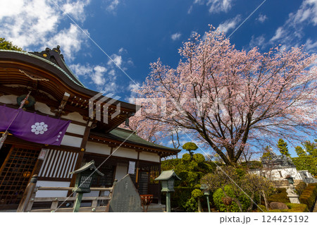 埼玉県川口市安行原　海寿山満福寺密蔵院　安行桜と不動堂 124425192