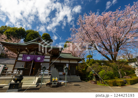 埼玉県川口市安行原 海寿山満福寺密蔵院 安行桜と不動堂 埼玉県川口市安行原 海寿山満福寺密蔵院 安行桜と不動堂 124425193