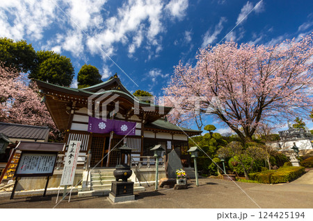 埼玉県川口市安行原　海寿山満福寺密蔵院　安行桜と不動堂 124425194