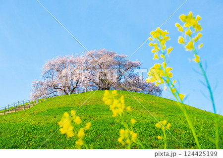 丸墓山古墳の桜(さきたま古墳公園) 丸墓山古墳の桜(さきたま古墳公園) 124425199