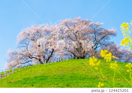 丸墓山古墳の桜(さきたま古墳公園) 丸墓山古墳の桜(さきたま古墳公園) 124425201
