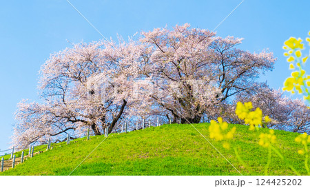 丸墓山古墳の桜（さきたま古墳公園） 124425202