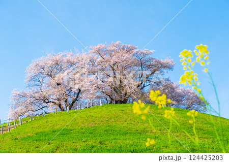丸墓山古墳の桜(さきたま古墳公園) 丸墓山古墳の桜(さきたま古墳公園) 124425203
