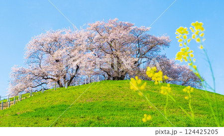 丸墓山古墳の桜（さきたま古墳公園） 124425205