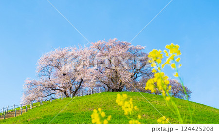 丸墓山古墳の桜（さきたま古墳公園） 124425208