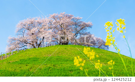 丸墓山古墳の桜（さきたま古墳公園） 124425212