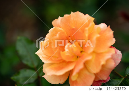 薔薇園にオレンジ色の薔薇の花が咲いています 薔薇園にオレンジ色の薔薇の花が咲いています 124425270