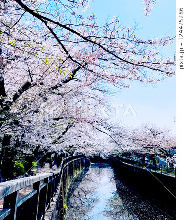 川沿いの満開の桜 124425286
