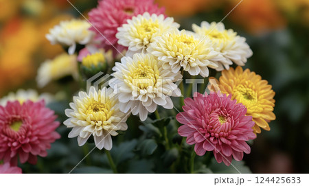 カラフルな菊の花　AI画像 124425633