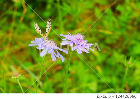 マツムシソウの蜜を吸うヒメシジミ 霧ヶ峰高原 長野県 3 マツムシソウの蜜を吸うヒメシジミ 霧ヶ峰高原 長野県 3 124426066