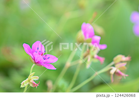 アサマフウロのピンク色の花　霧ヶ峰高原 長野県 3 124426068