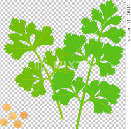 芫荽籽 芫荽籽 124426113