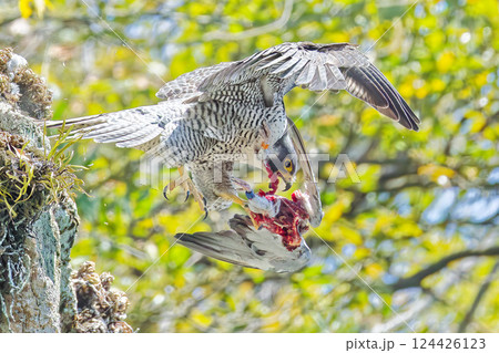 足環の付いた鳩を飛びながら食べるハヤブサ 足環の付いた鳩を飛びながら食べるハヤブサ 124426123