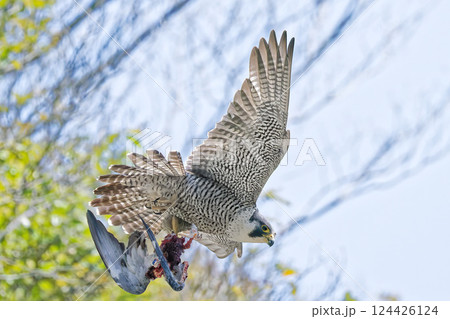 食いかけの鳩を運ぶハヤブサ 食いかけの鳩を運ぶハヤブサ 124426124