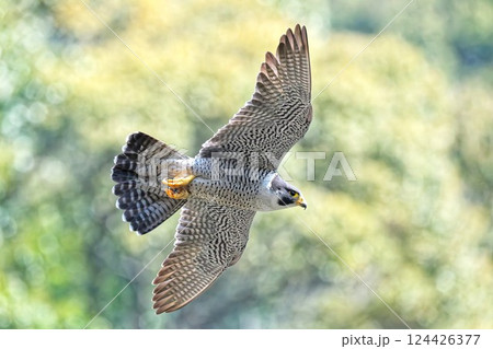 悠然と山間を飛ぶハヤブサ 124426377