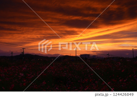 岩手県　夕焼けのコスモス畑 124426849