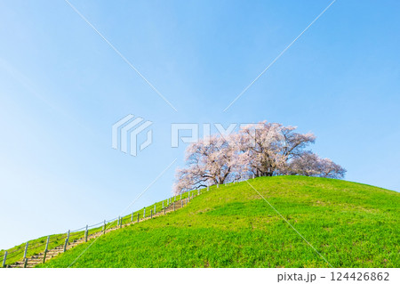 丸墓山古墳の桜（さきたま古墳公園） 124426862