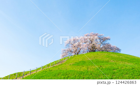 丸墓山古墳の桜（さきたま古墳公園） 124426863