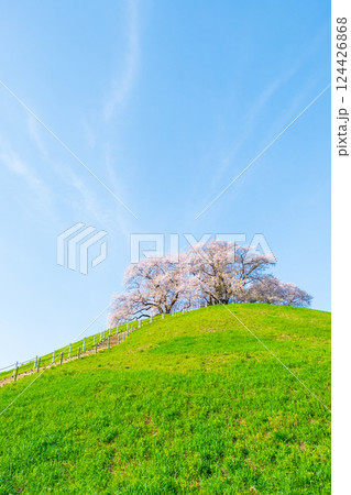 丸墓山古墳の桜（さきたま古墳公園） 124426868