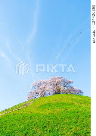 丸墓山古墳の桜（さきたま古墳公園） 124426869