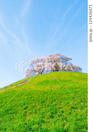 丸墓山古墳の桜（さきたま古墳公園） 124426871