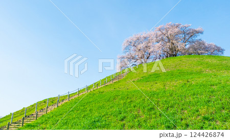 丸墓山古墳の桜（さきたま古墳公園） 124426874