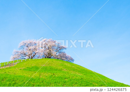 丸墓山古墳の桜（さきたま古墳公園） 124426875