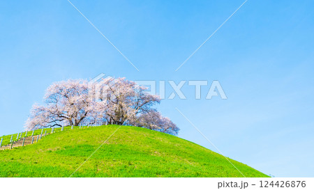丸墓山古墳の桜（さきたま古墳公園） 124426876