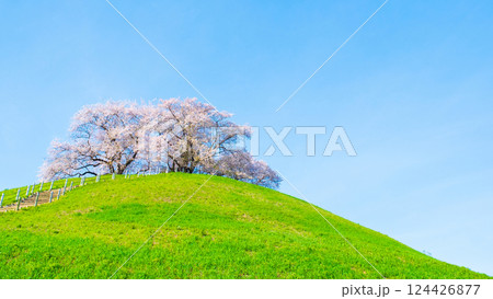 丸墓山古墳の桜（さきたま古墳公園） 124426877