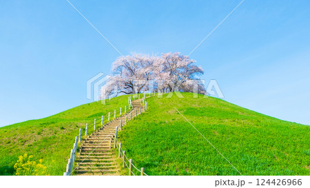 丸墓山古墳の桜(さきたま古墳公園) 丸墓山古墳の桜(さきたま古墳公園) 124426966