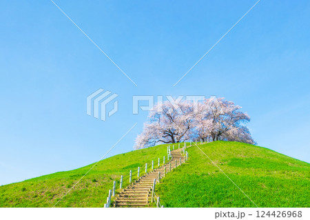 丸墓山古墳の桜（さきたま古墳公園） 124426968