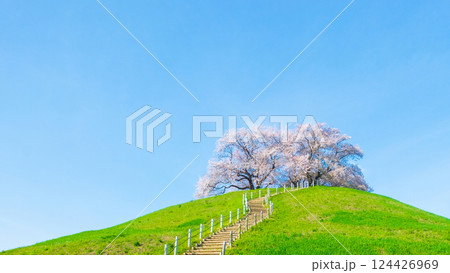 丸墓山古墳の桜（さきたま古墳公園） 124426969