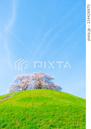 丸墓山古墳の桜(さきたま古墳公園) 丸墓山古墳の桜(さきたま古墳公園) 124426970