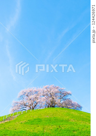 丸墓山古墳の桜（さきたま古墳公園） 124426971