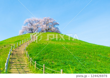 丸墓山古墳の桜(さきたま古墳公園) 丸墓山古墳の桜(さきたま古墳公園) 124426978