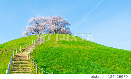 丸墓山古墳の桜（さきたま古墳公園） 124426979