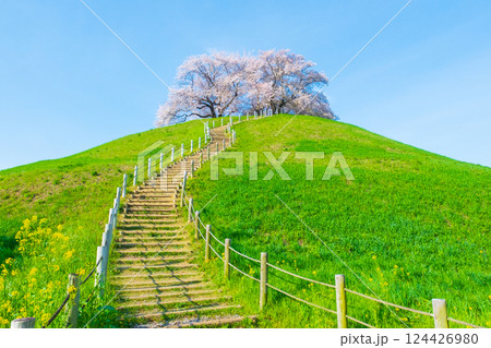 丸墓山古墳の桜(さきたま古墳公園) 丸墓山古墳の桜(さきたま古墳公園) 124426980
